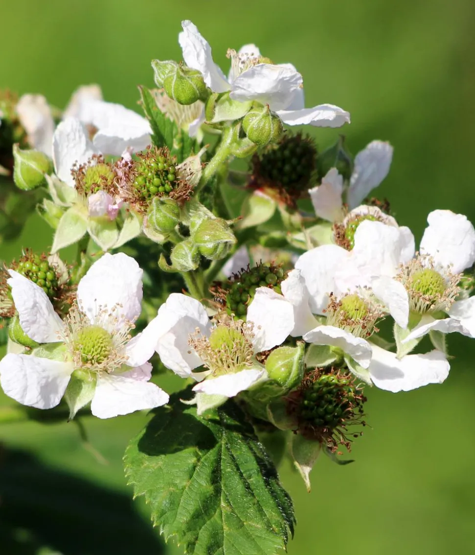 Bio Himbeere 'Malling Promise'