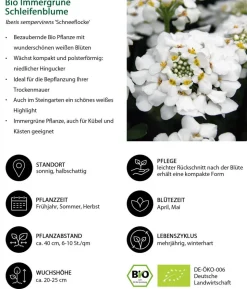 Bio Immergrüne Schleifenblume 'Schneeflocke'