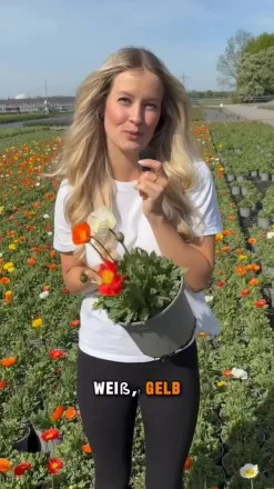 Bio Island-Mohn