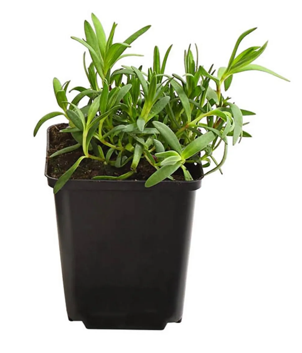Bio Kriechendes Schleierkraut 'Rosea'