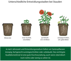 Bio Lampenputzergras 'Hameln'