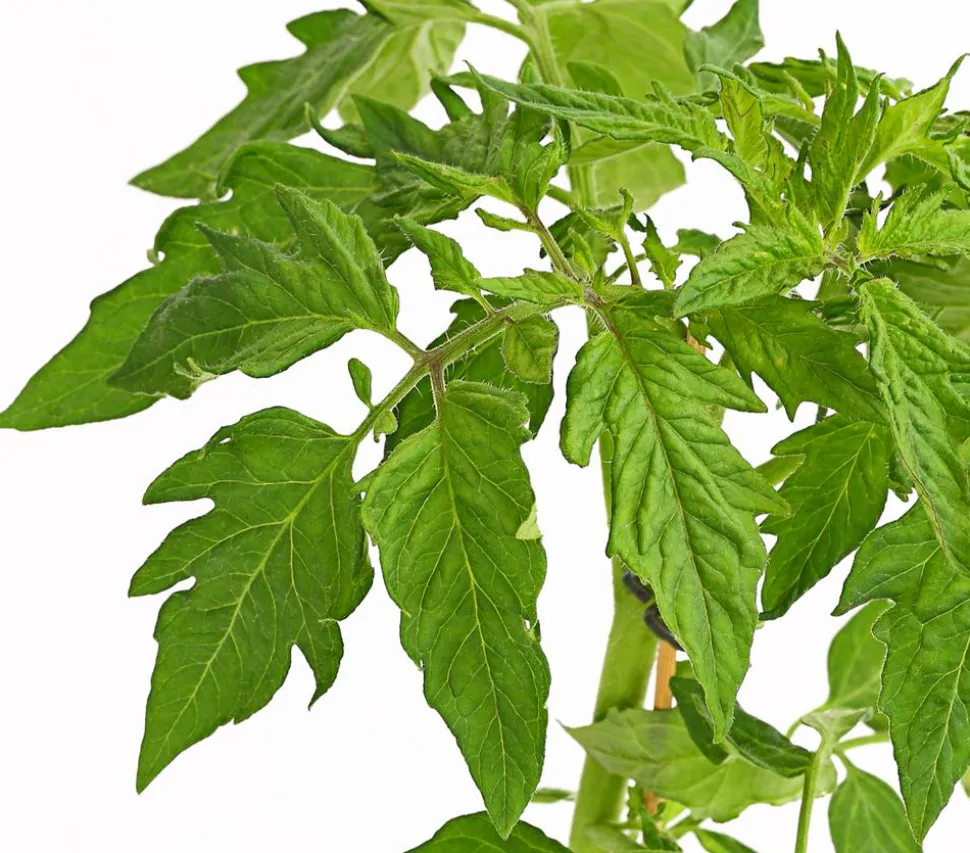 Bioland Fleischtomate