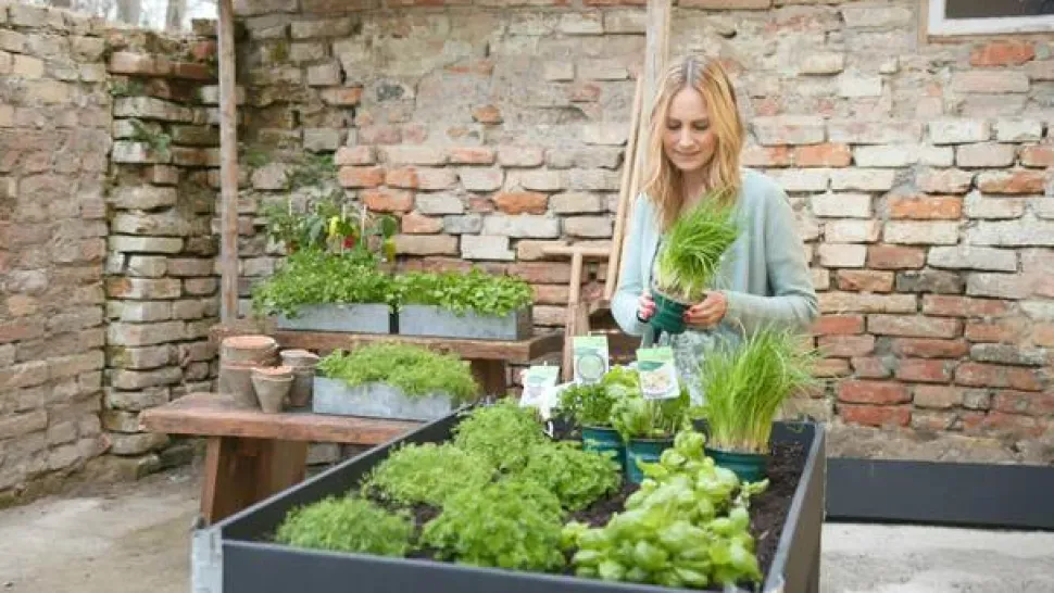 Bioland Rucola
