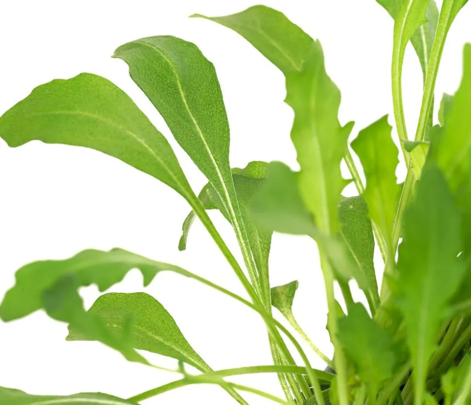 Bioland Rucola