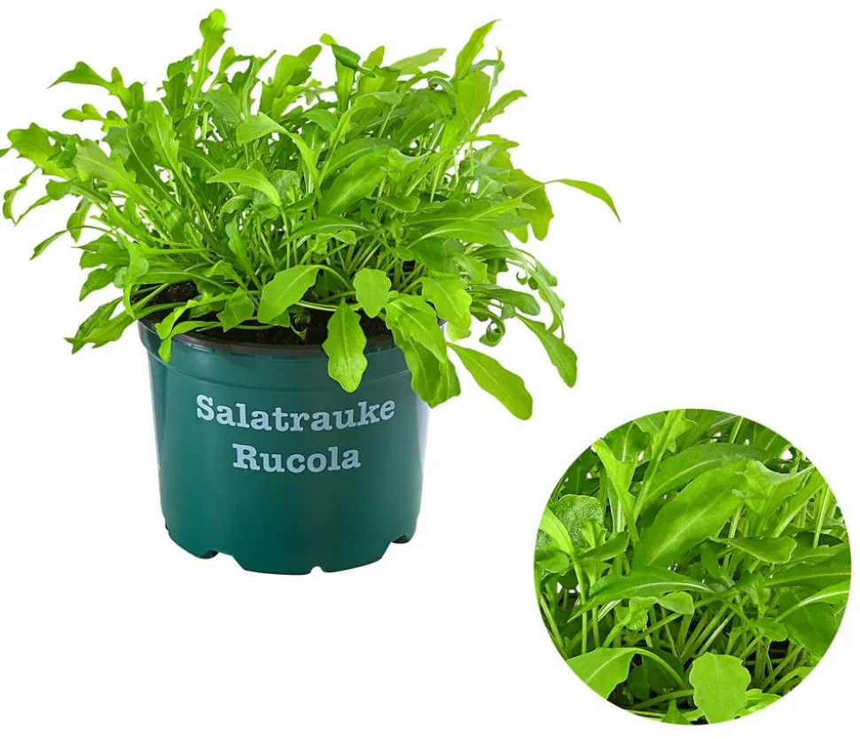 Bioland Rucola