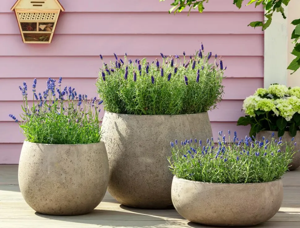 Bio Lavendel 'Grappenhall'