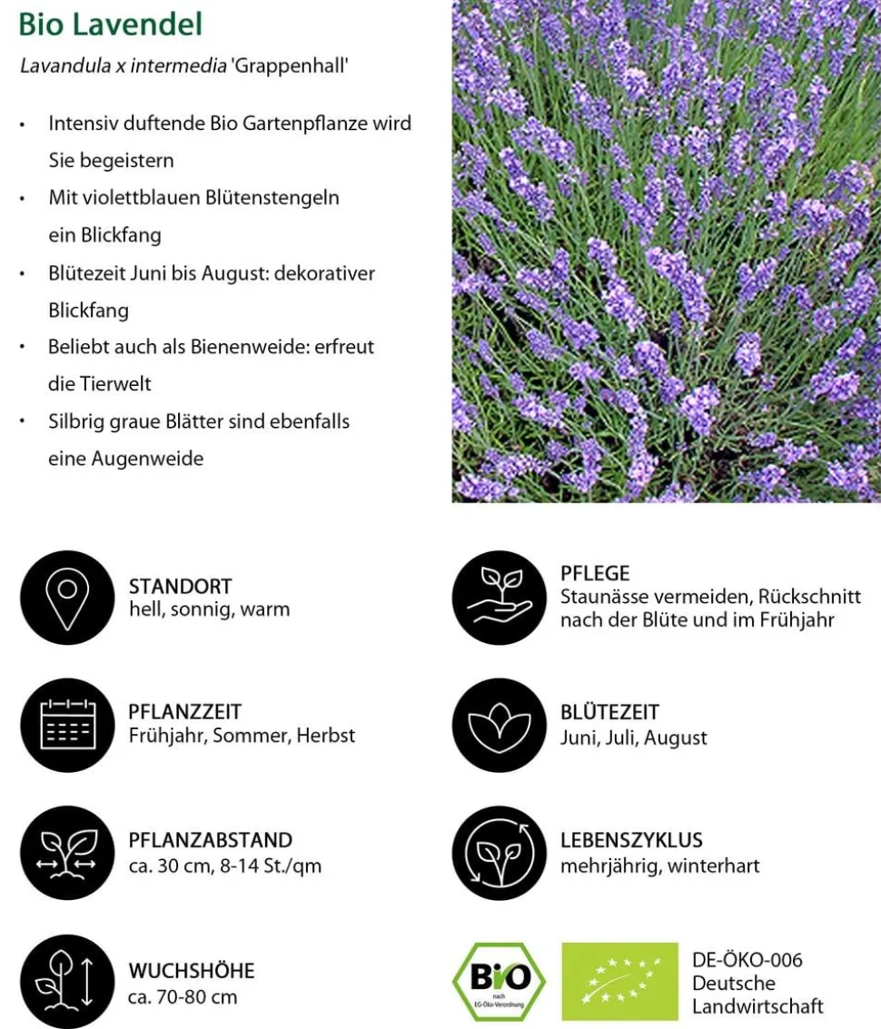 Bio Lavendel 'Grappenhall'