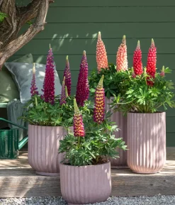 Bio Lupine, blau