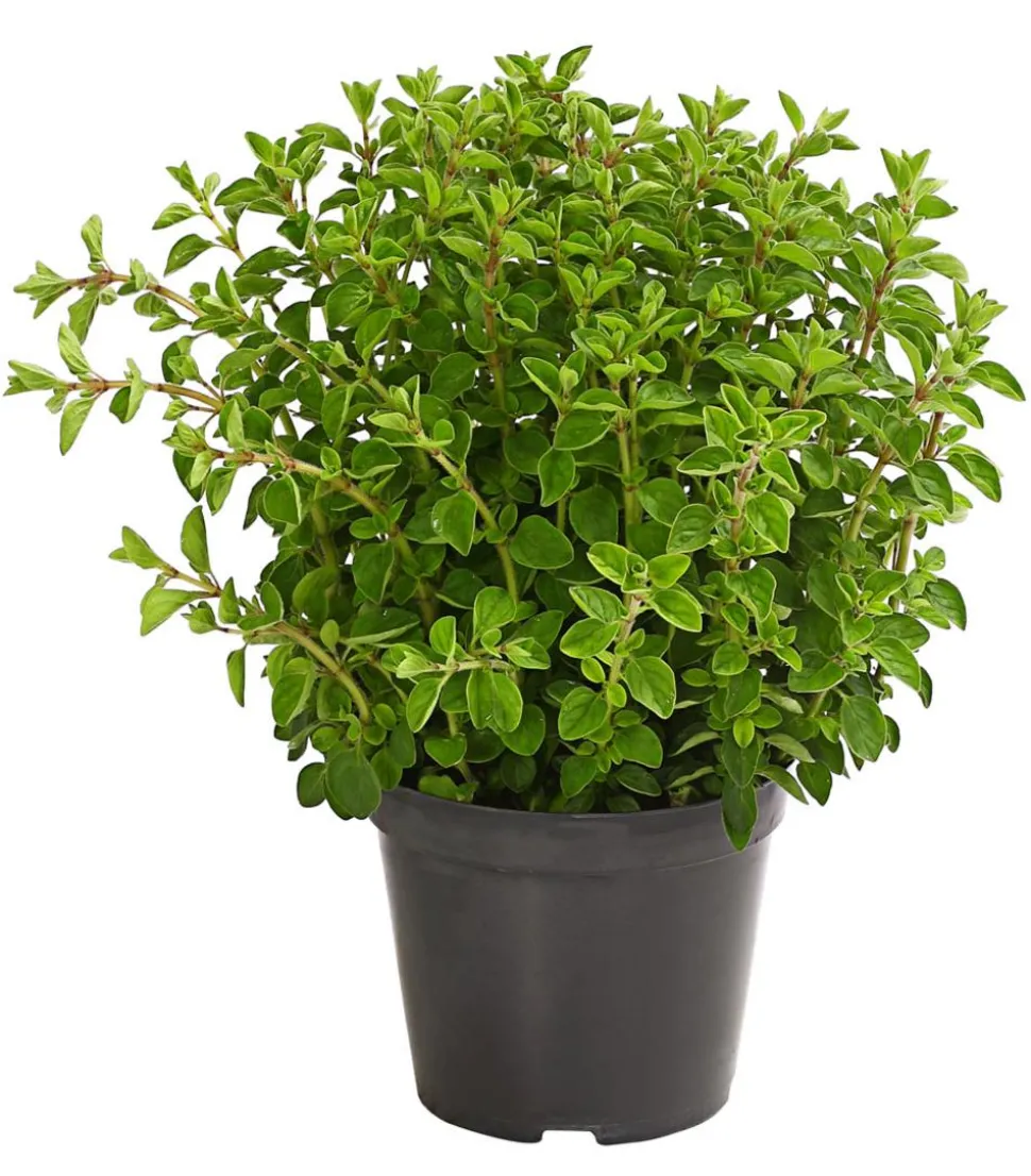 Bio Oregano