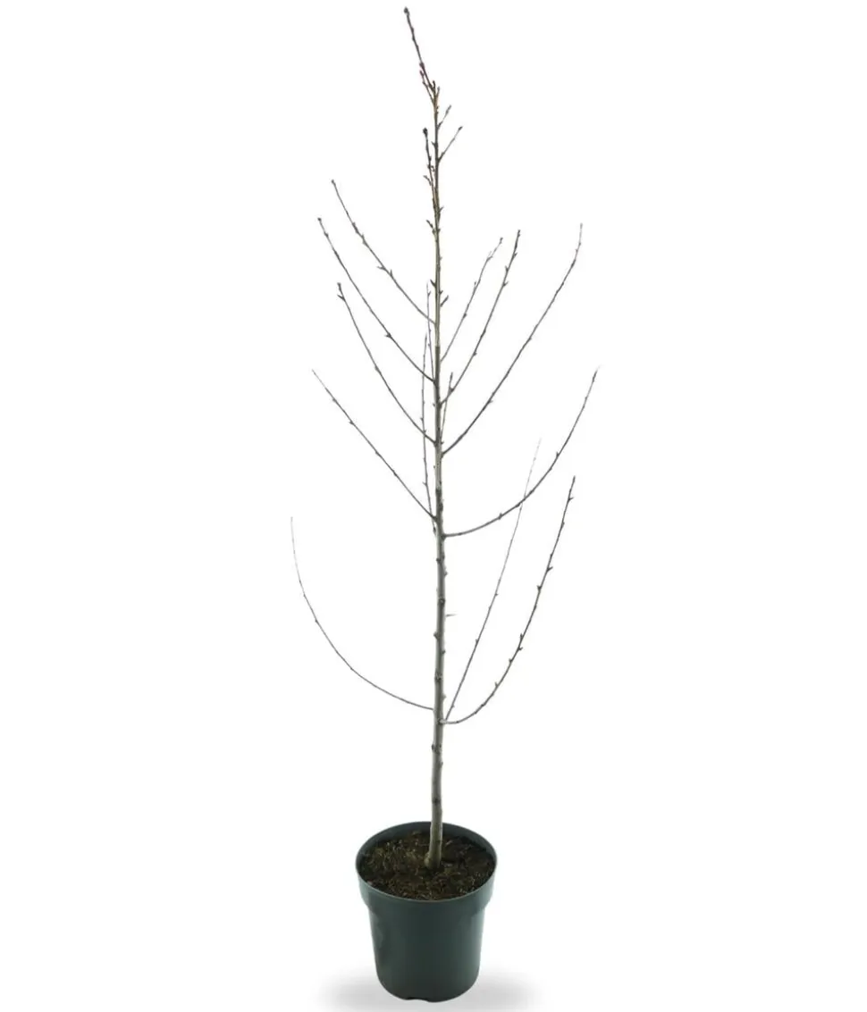 Bio Pfirsich 'Suncrest', Landlust Kollektion