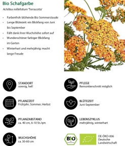 Bio Schafgarbe 'Terracotta'