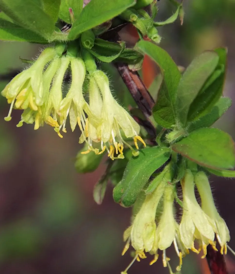 Bio Sibirische Blaubeere 'Duet'