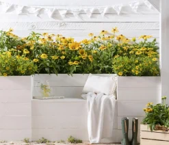 Bio Sonnenhut 'Goldsturm'