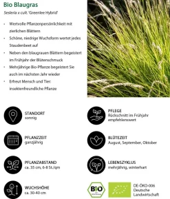 Bio Stauden-Set Großes Gräser-Beet, 24-teilig