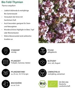 Bio Stauden-Set Insektenparadies Biene, 12-teilig