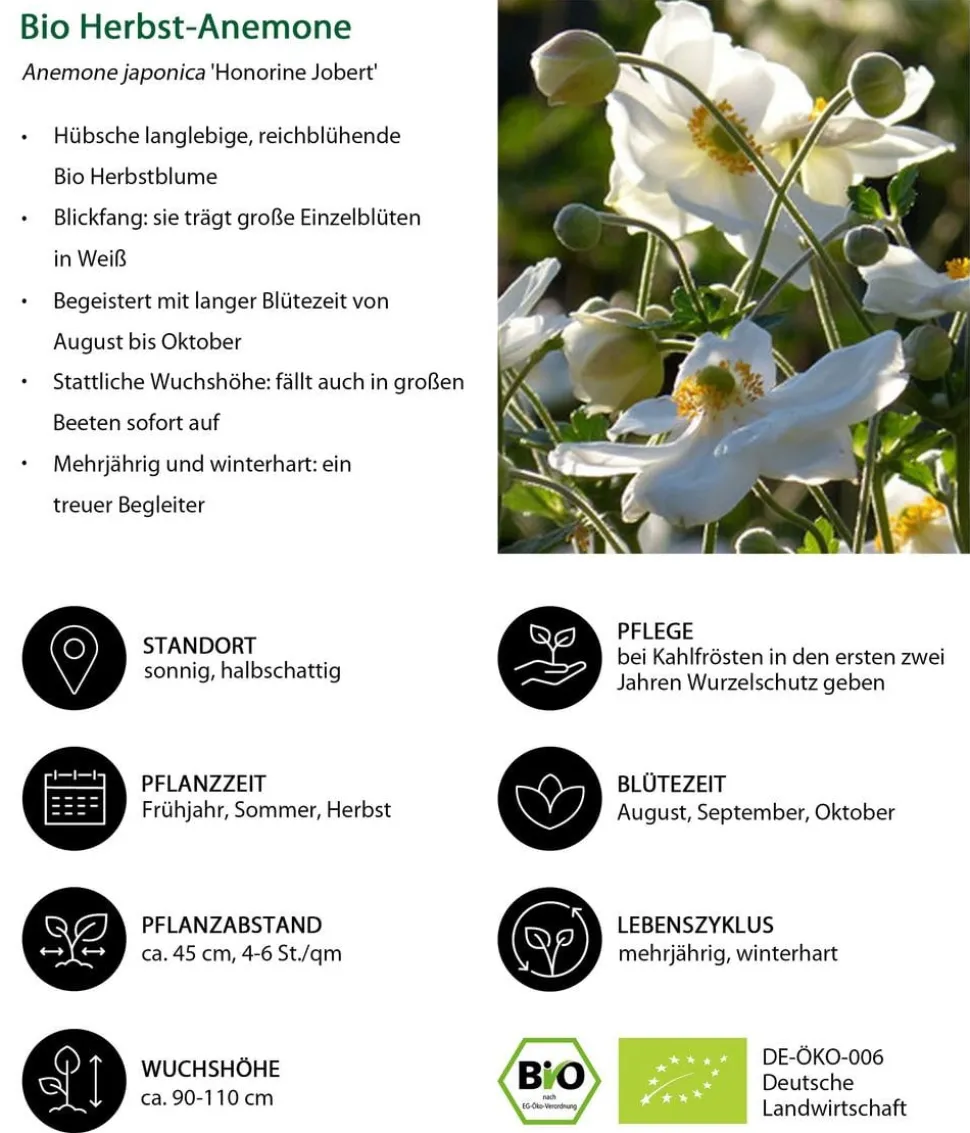 Bio Stauden-Set Schattenplatz, Landlust Kollektion, 18-teilig