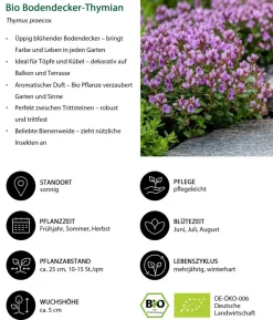 Bio Stauden-Set Sonnenteppich, 12-teilig