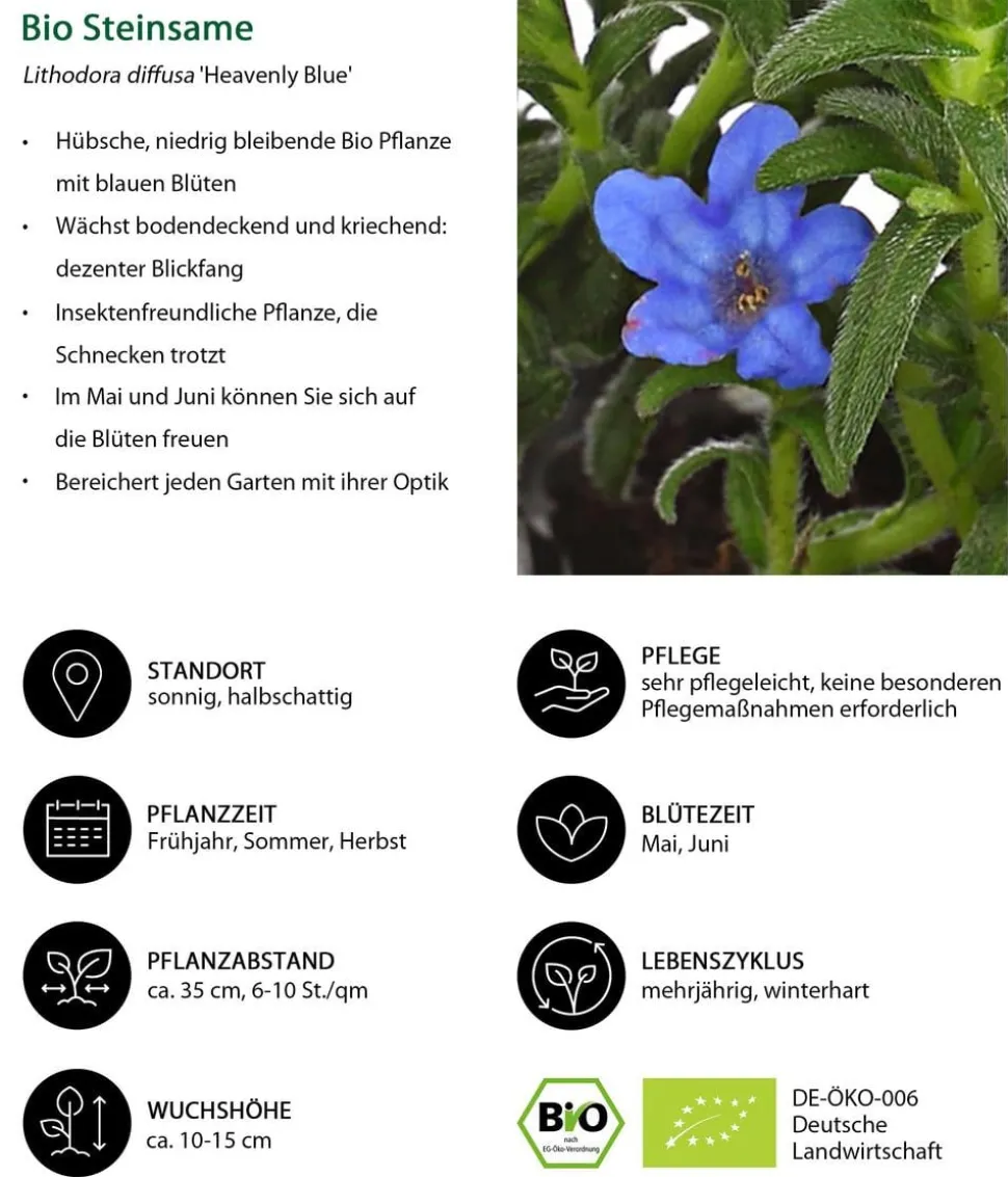 Bio Steinsame 'Heavenly Blue'