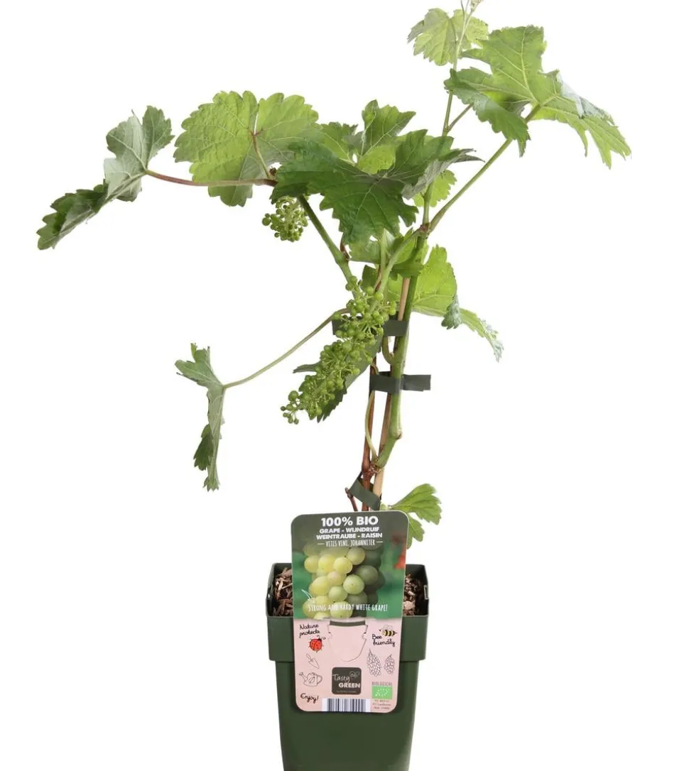 Bio Tafeltraube 'Johanniter'
