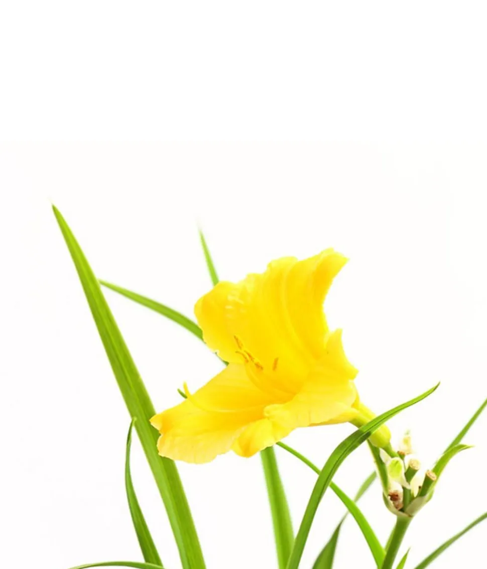 Bio Taglilie 'Stella d'Oro'