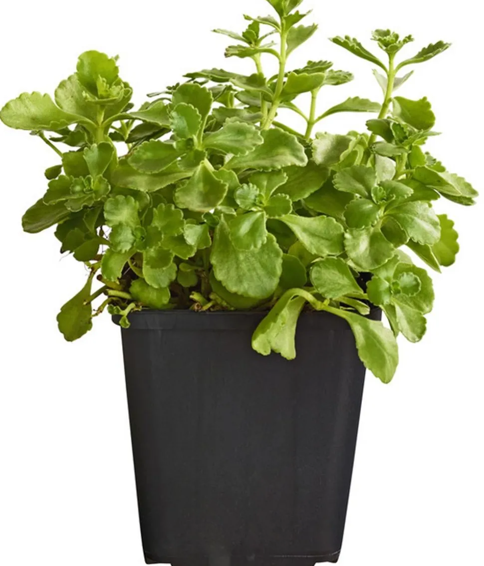 Bio Teppich-Fetthenne 'Purpur Winter'