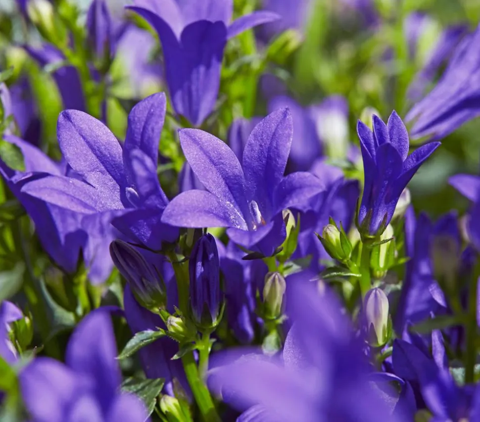 Bio Teppich-Glockenblume