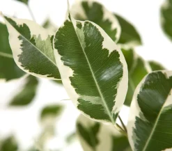 Birkenfeige - Ficus benjamina 'Forever', verschiedene Farben