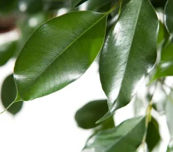 Birkenfeige - Ficus benjamina 'Forever', verschiedene Farben