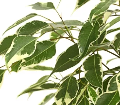 Birkenfeige - Ficus benjamina 'Forever', verschiedene Farben