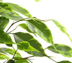 Birkenfeige - Ficus benjamina 'Forever', verschiedene Farben