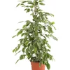 Birkenfeige - Ficus benjamina 'Golden King'