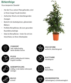 Birkenfeige - Ficus benjamini 'Danielle'