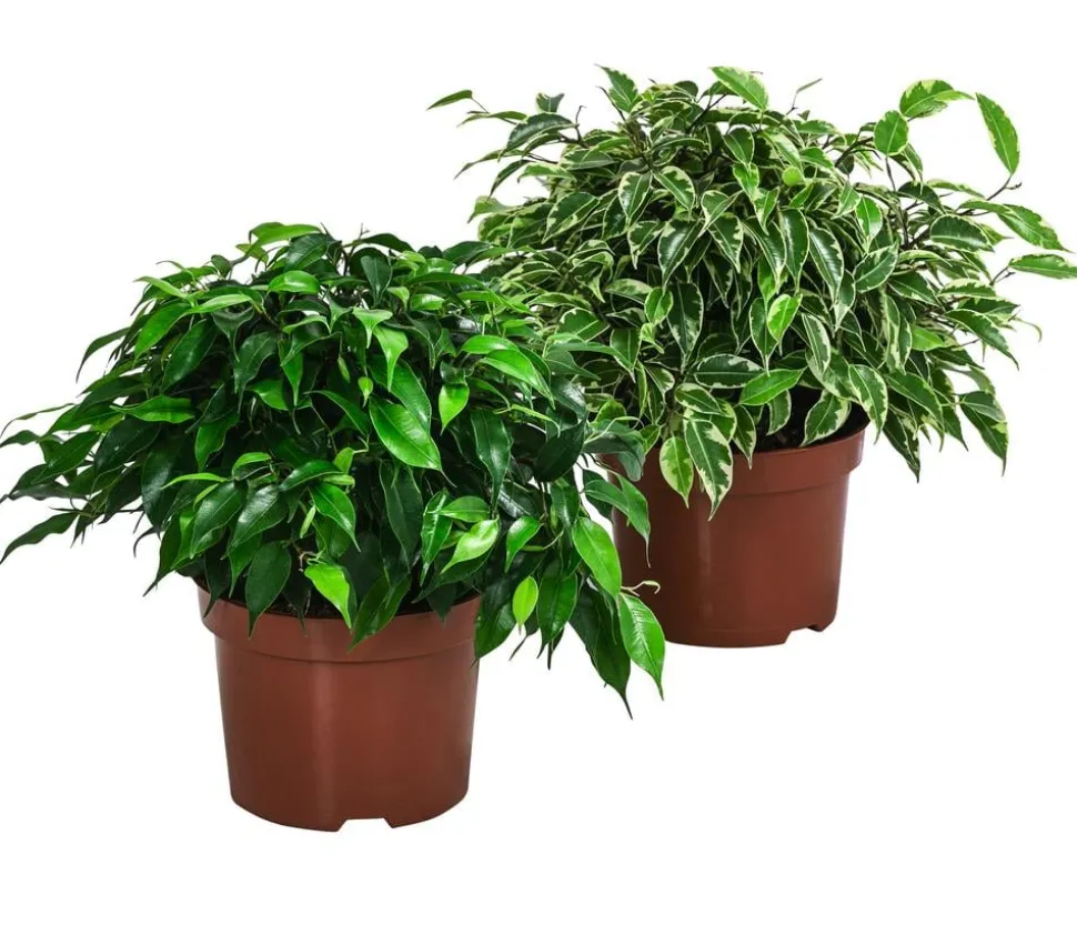 Birkenfeigen-Set - Ficus benjamini, 2-teilig