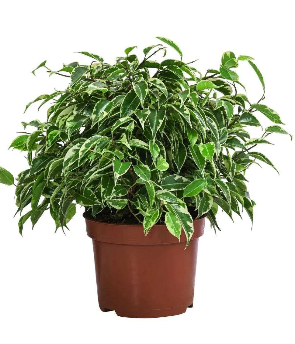 Birkenfeigen-Set - Ficus benjamini, 2-teilig