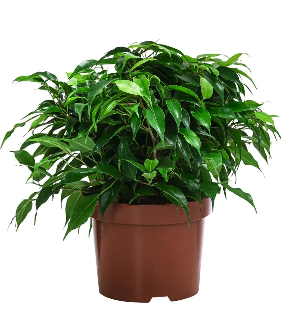 Birkenfeigen-Set - Ficus benjamini, 2-teilig