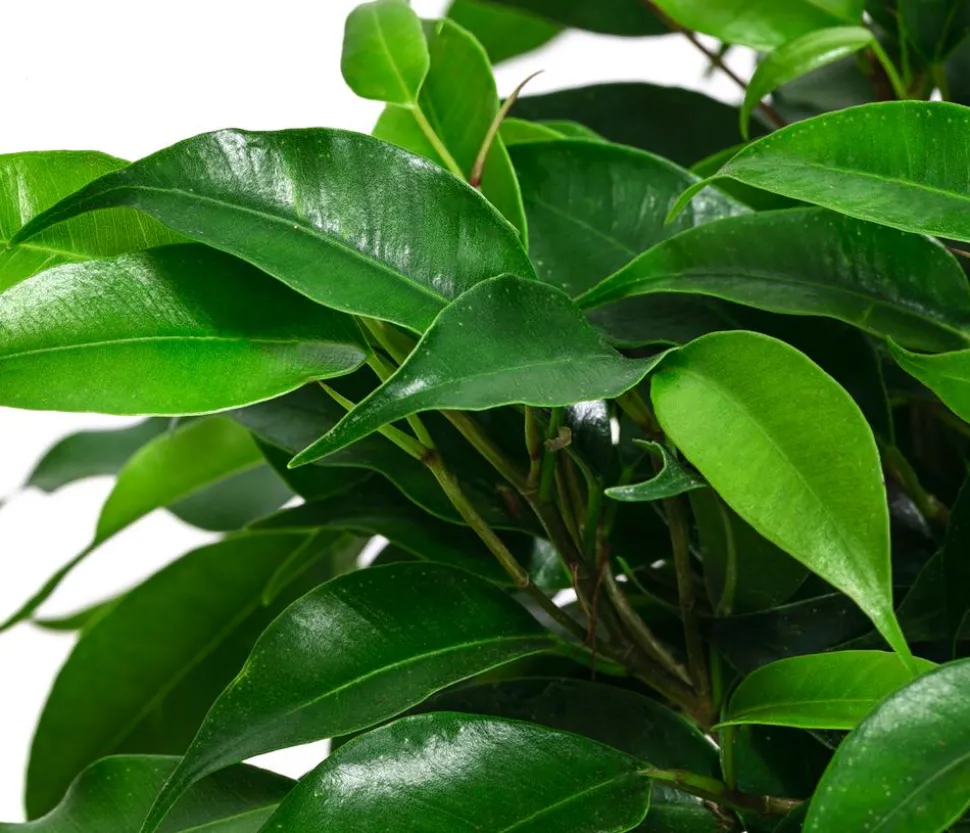 Birkenfeigen-Set - Ficus benjamini, 2-teilig