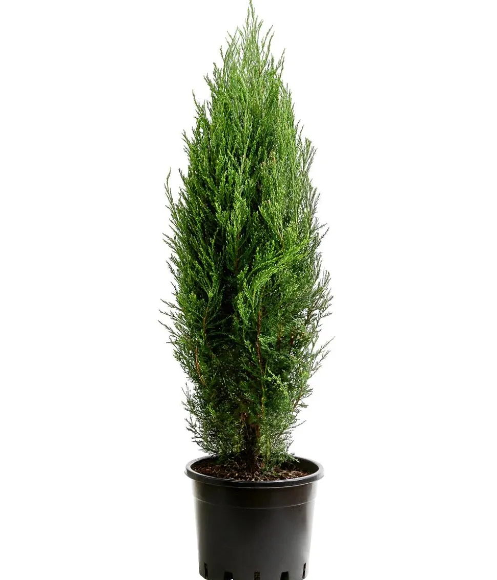 Blauer Zypressen-Wacholder 'Blue Arrow'