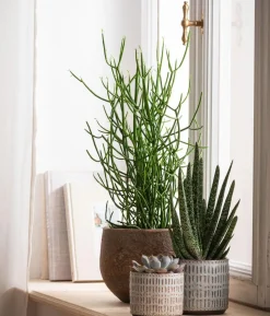 Bleistiftbaum - Euphorbia tirucalli