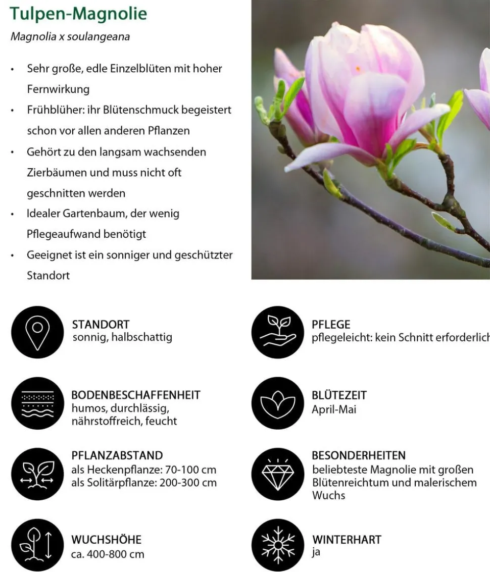 Blütenhecke Impress, 4-teilig