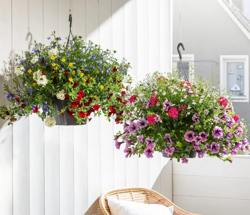 Blumenampel, verschiedene Sorten