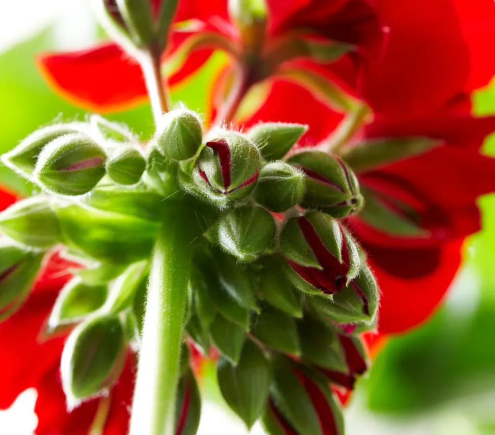 Bodendeckergeranie 'Rubin'