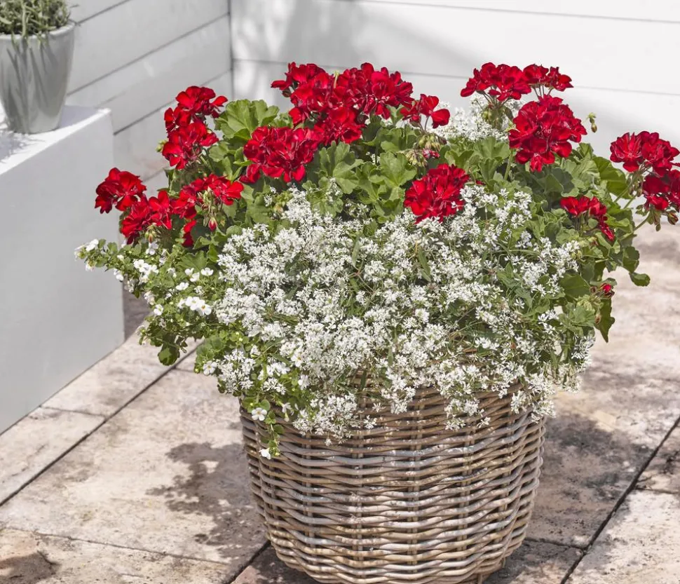 Bodendeckergeranie 'Rubin'