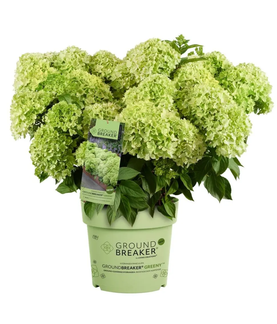 Bodendecker-Rispen-Hortensie Groundbreaker® 'Greeny' ™