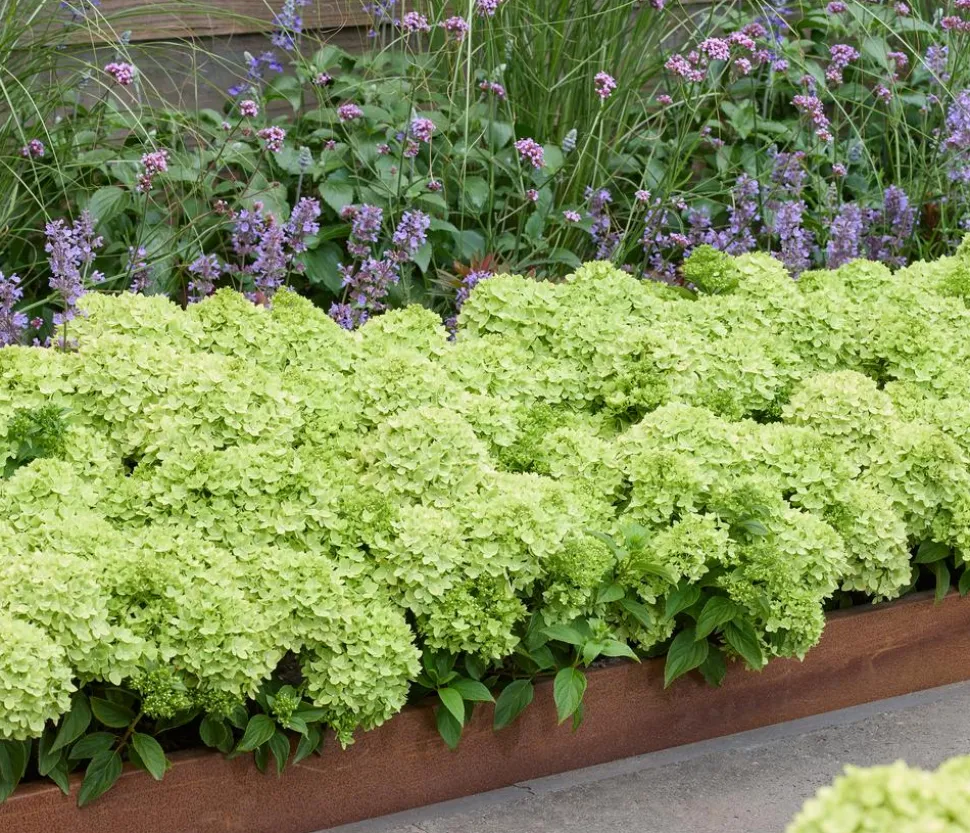 Bodendecker-Rispen-Hortensie Groundbreaker® 'Greeny' ™