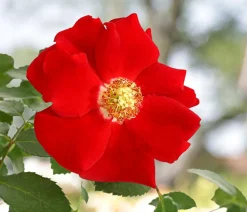 Bodendeckerrose 'Cityflor®', verschiedene Farben