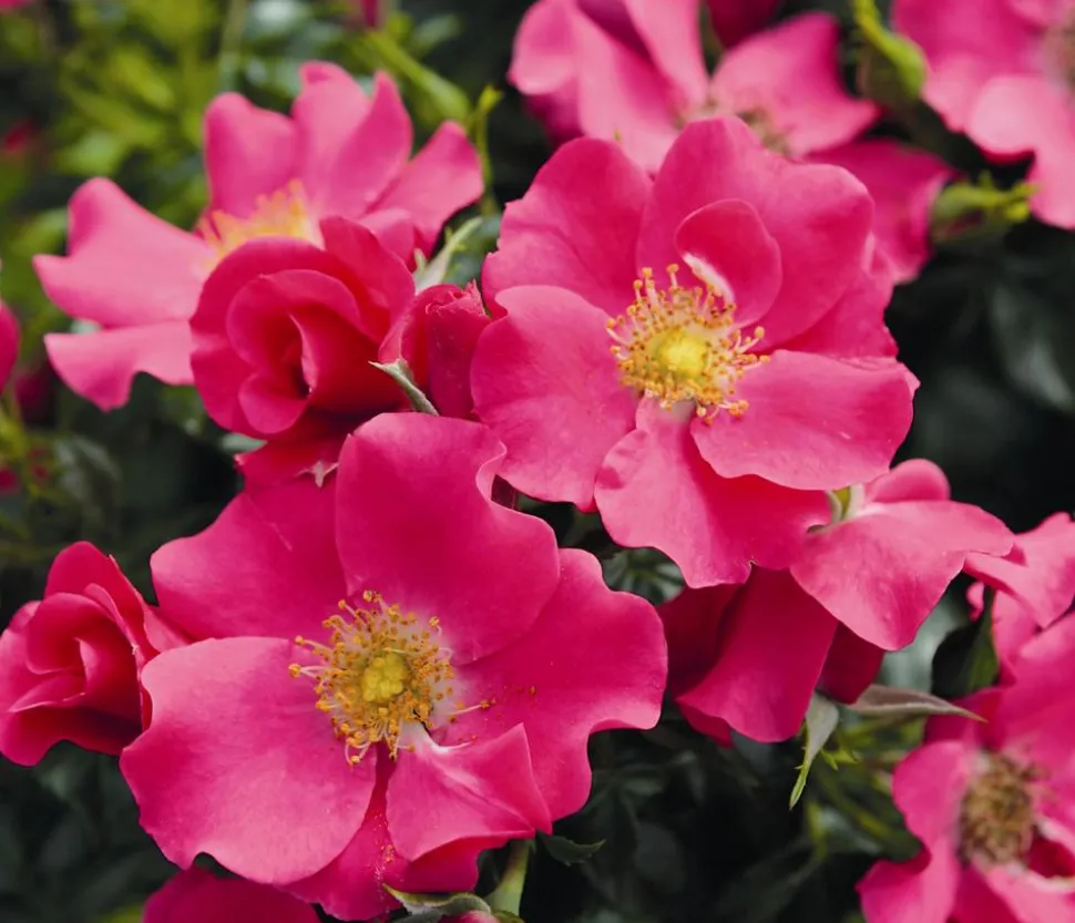 Bodendeckerrose 'Stadt Rom®'