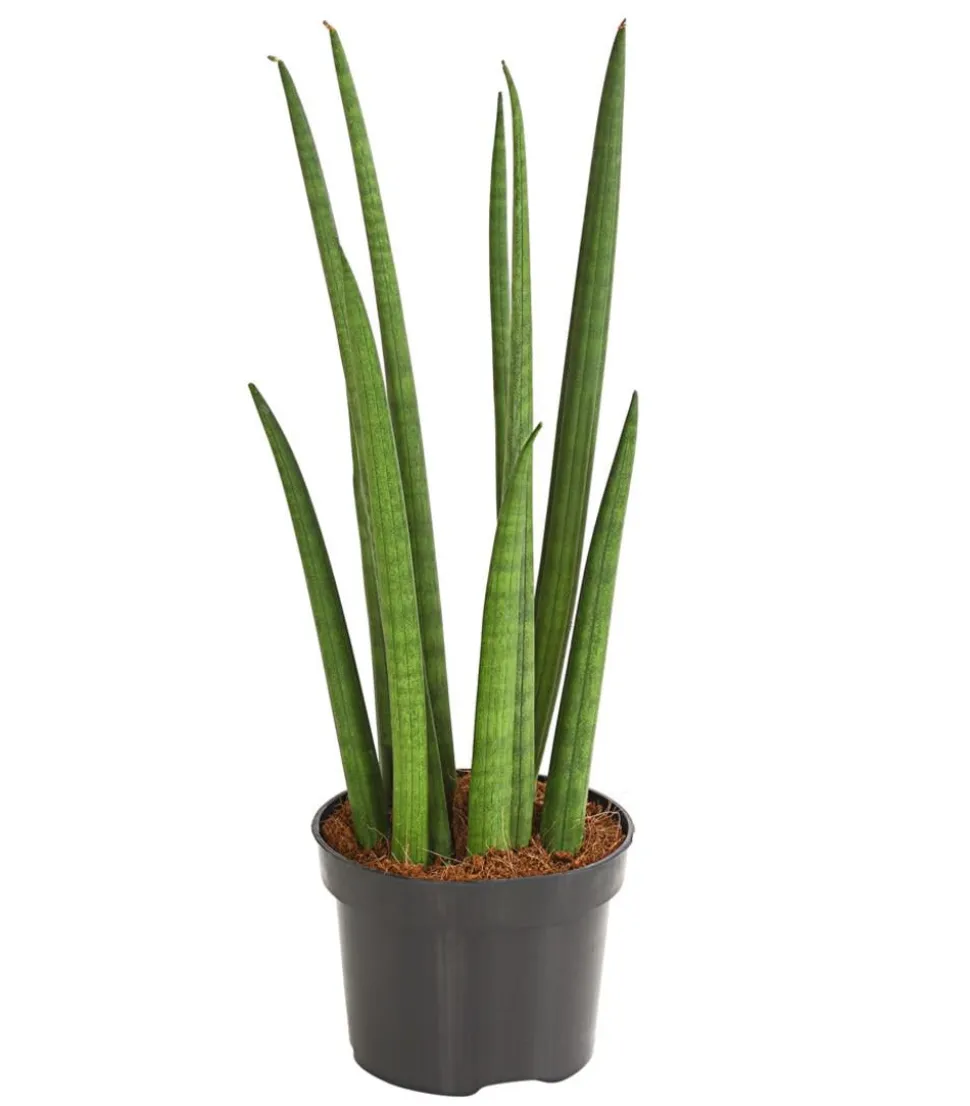 Bogenhanf - Sansevieria cylindrica 'Spaghetti'