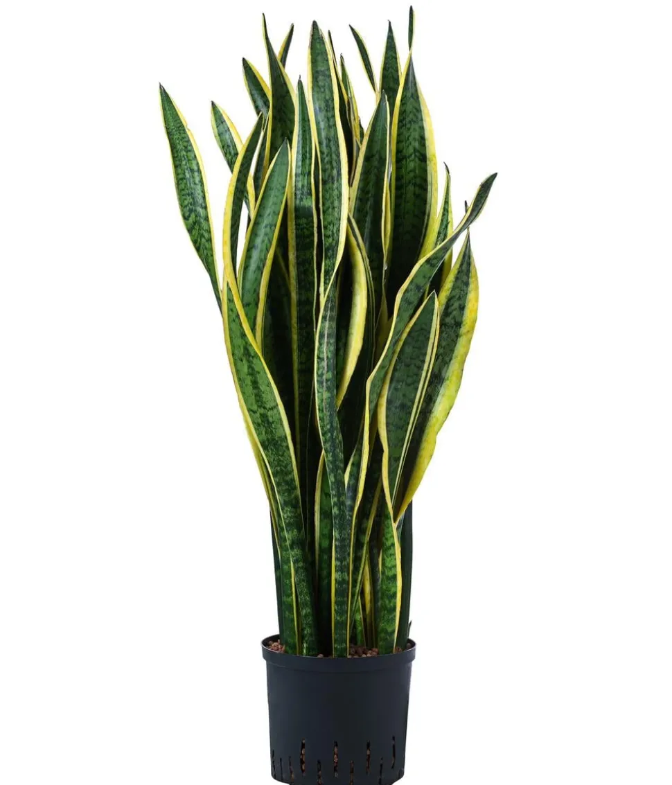 Bogenhanf - Sansevieria trifasciata var. laurentii, Hydrokultur