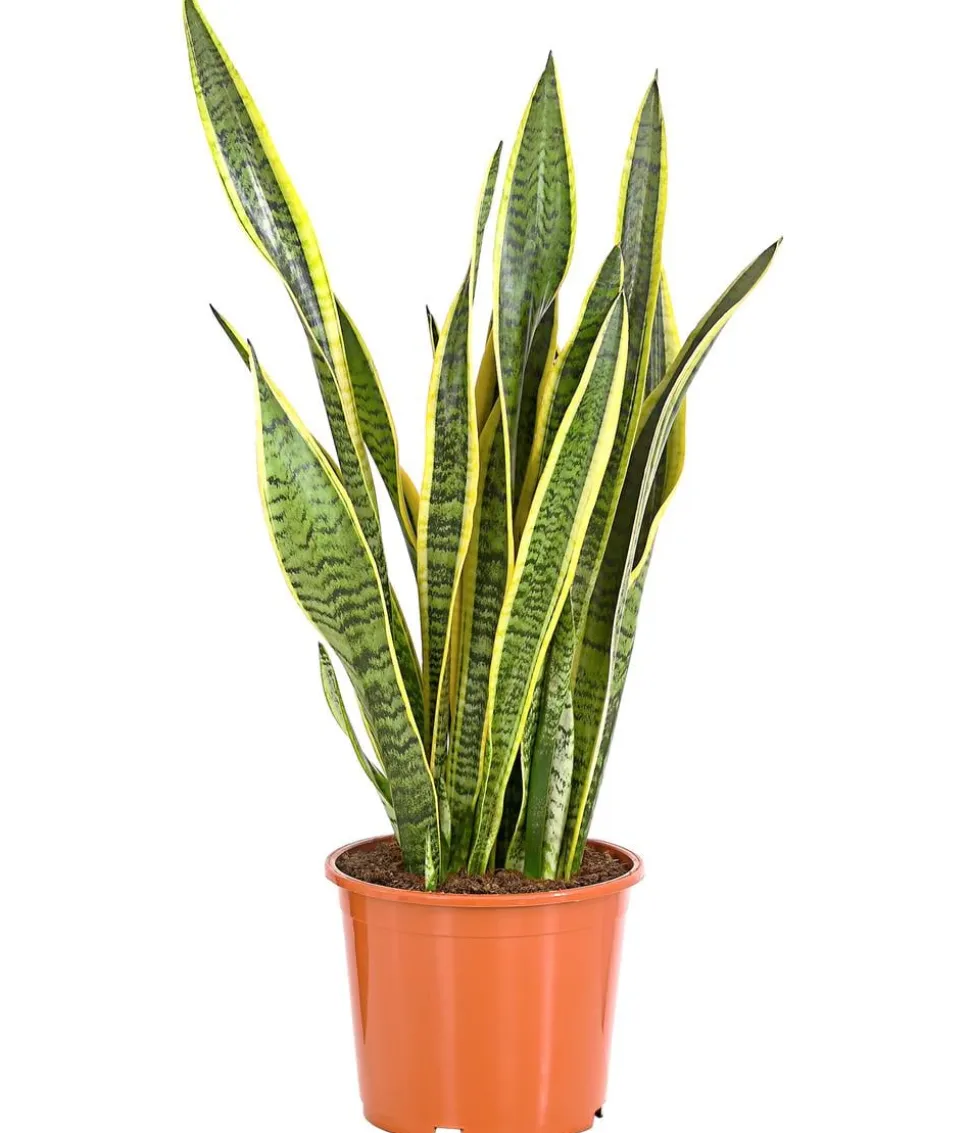 Bogenhanf - Sansevieria trifasciata var. laurentii