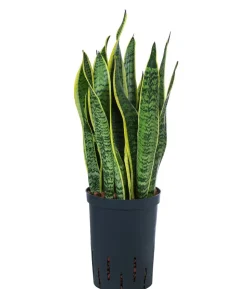 Bogenhanf - Sansevieria trifasciata var. laurentii, Hydrokultur